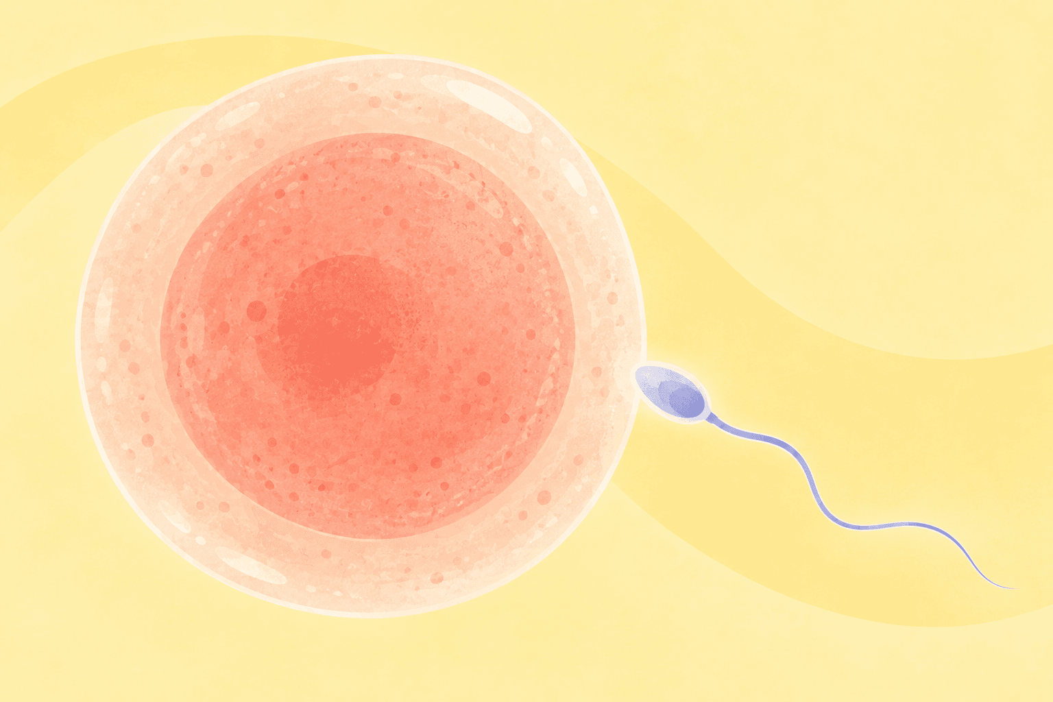 Illustration about week 3 of pregnancy